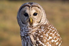 Barred Owl